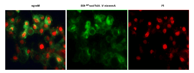 AbFluorTM染料和碘化丙啶（PI）对细胞进行染色